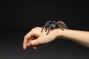 Big tarantula creeping on human hand