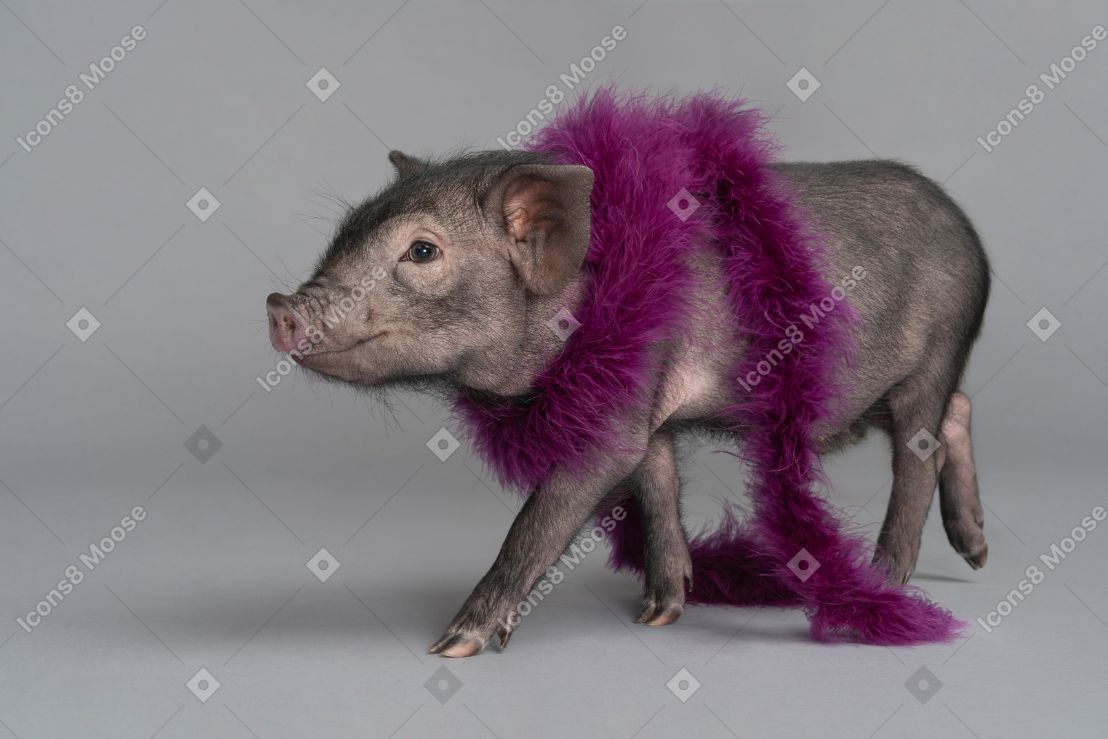 Cute little pig wearing a boa is going somewhere