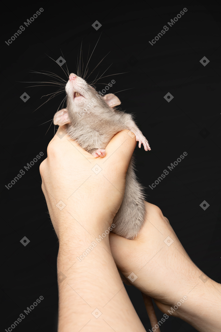 Cute pet mouse trying to escape from human hands