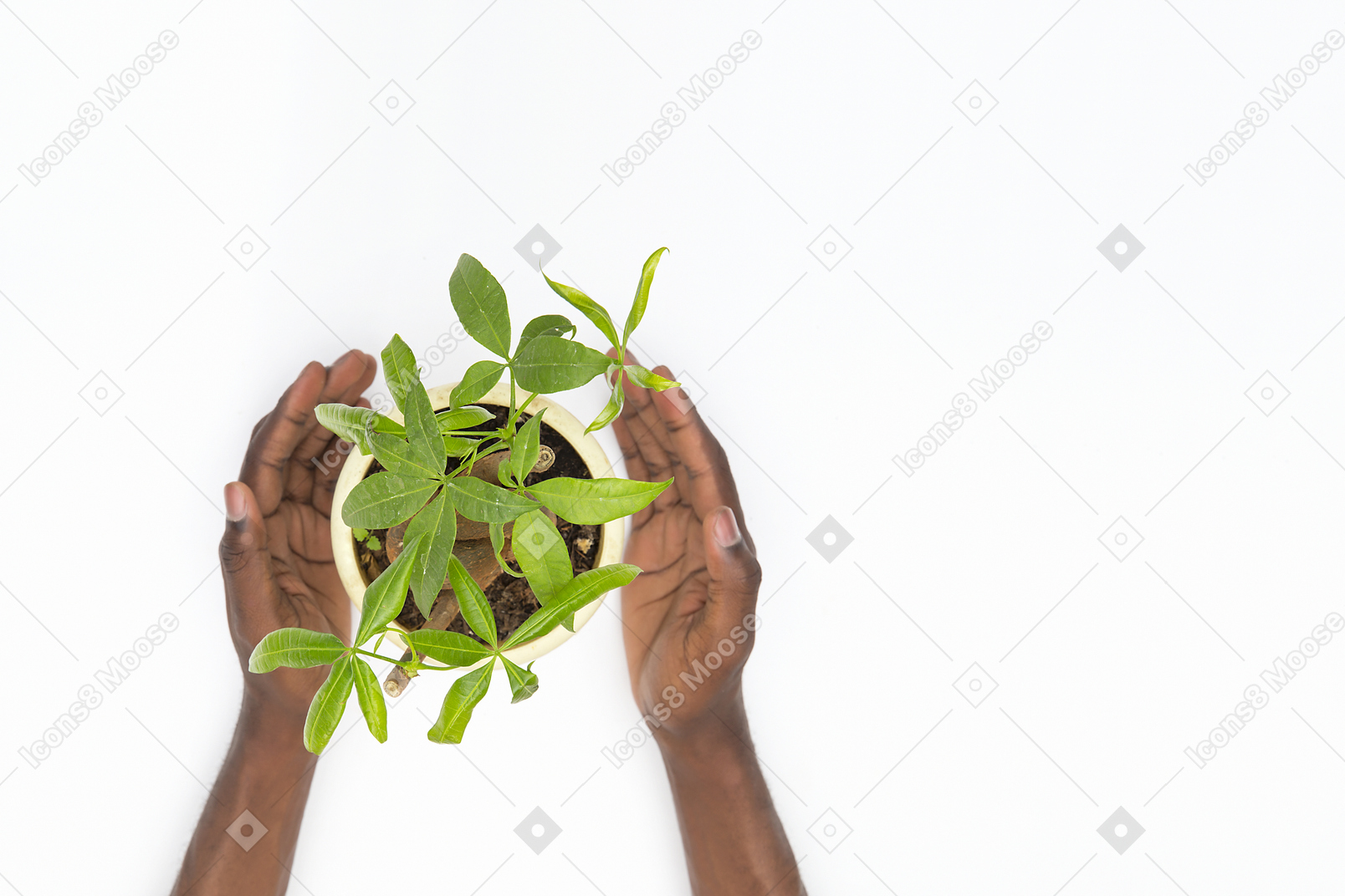 鍋に植物を保持している黒人男性の手