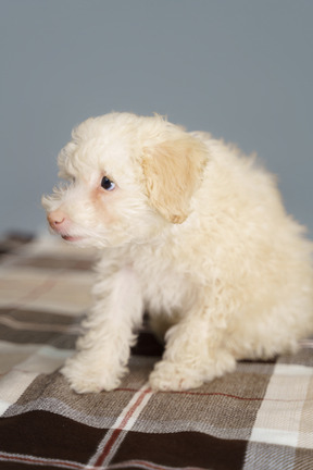 Side view of a  scared white poodle sitting on a checked blanket