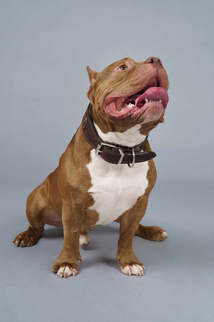 Front view of a sitting brown bulldog and looking up