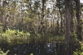 Naturaleza