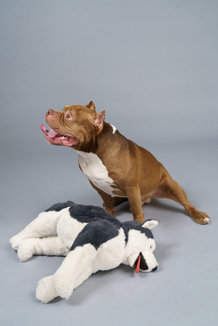 Full-length of a brown bulldog sitting near fluffy toy and looking aside