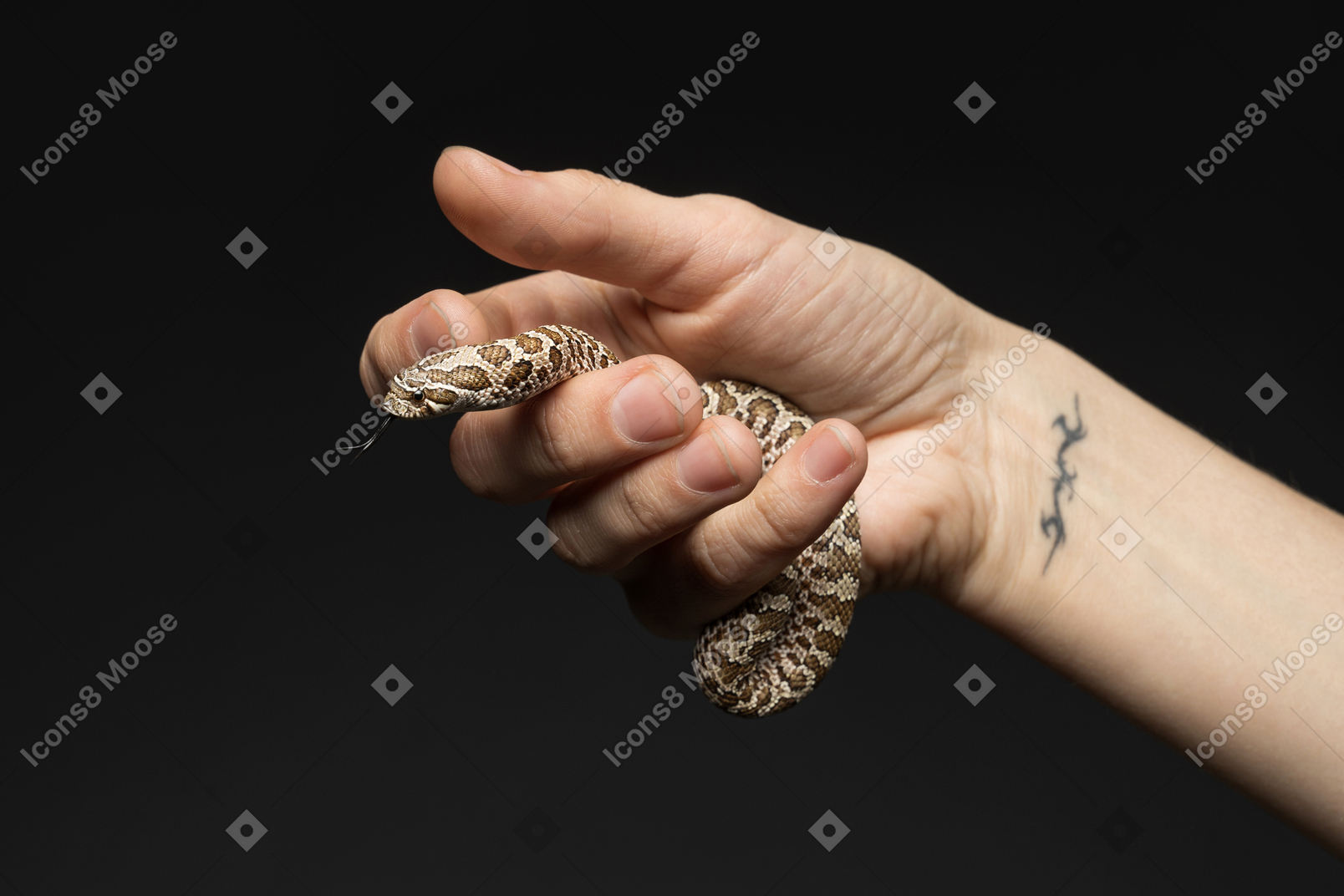 Little snake in human hand