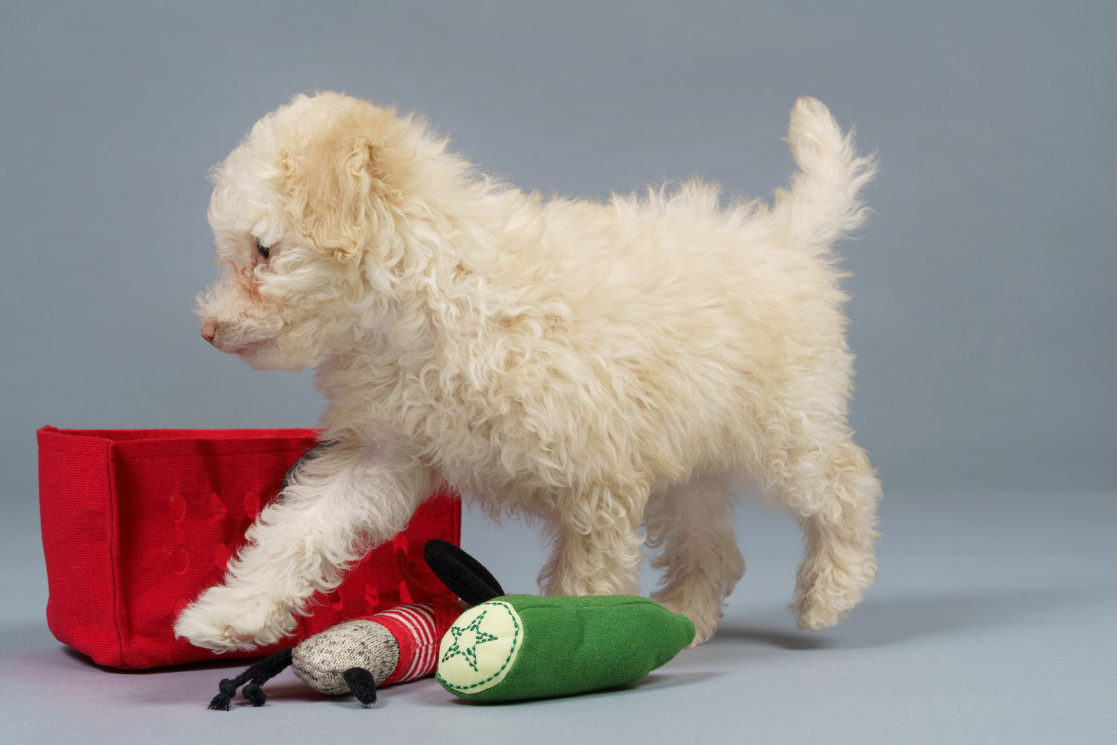 Side view of a tiny white poodle walking among the toy mess