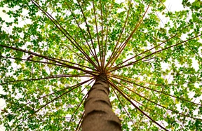 Naturaleza