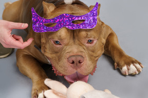 Close-up de um bulldog marrom em uma máscara roxa com um coelhinho de brinquedo