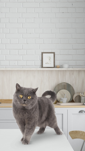 A gray cat standing on a white table in a kitchen