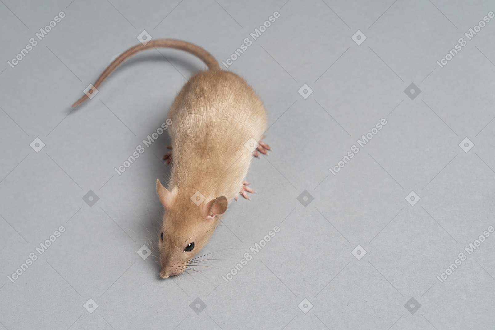 Um rato cinzento bonito farejando