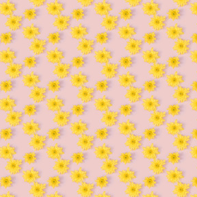 Yellow chrysanthemum heads over pink background