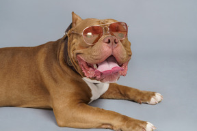 Nahaufnahme einer braunen bulldogge in sonnenbrille und blick in die kamera