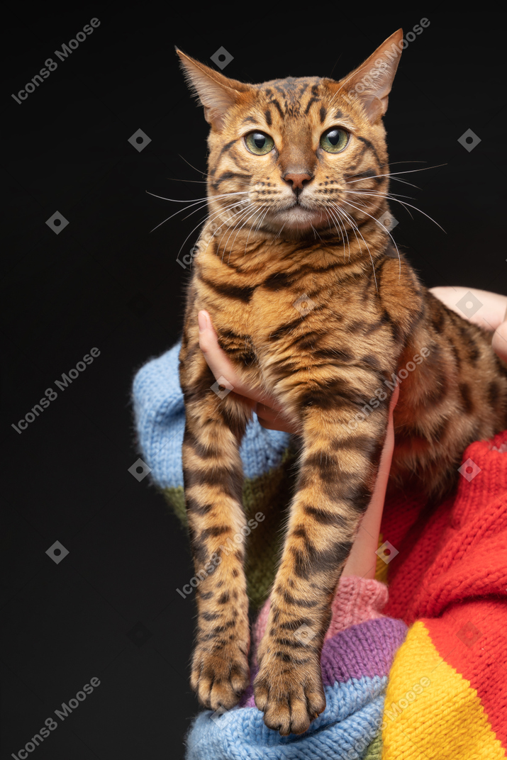 A lordly bengal cat held by its owner