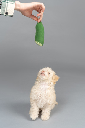 Cute white poodle chasing a toy