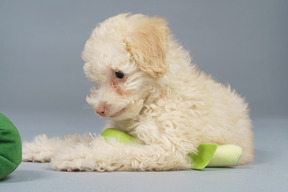 De corpo inteiro de um pequeno poodle brincando com vegetais de brinquedo