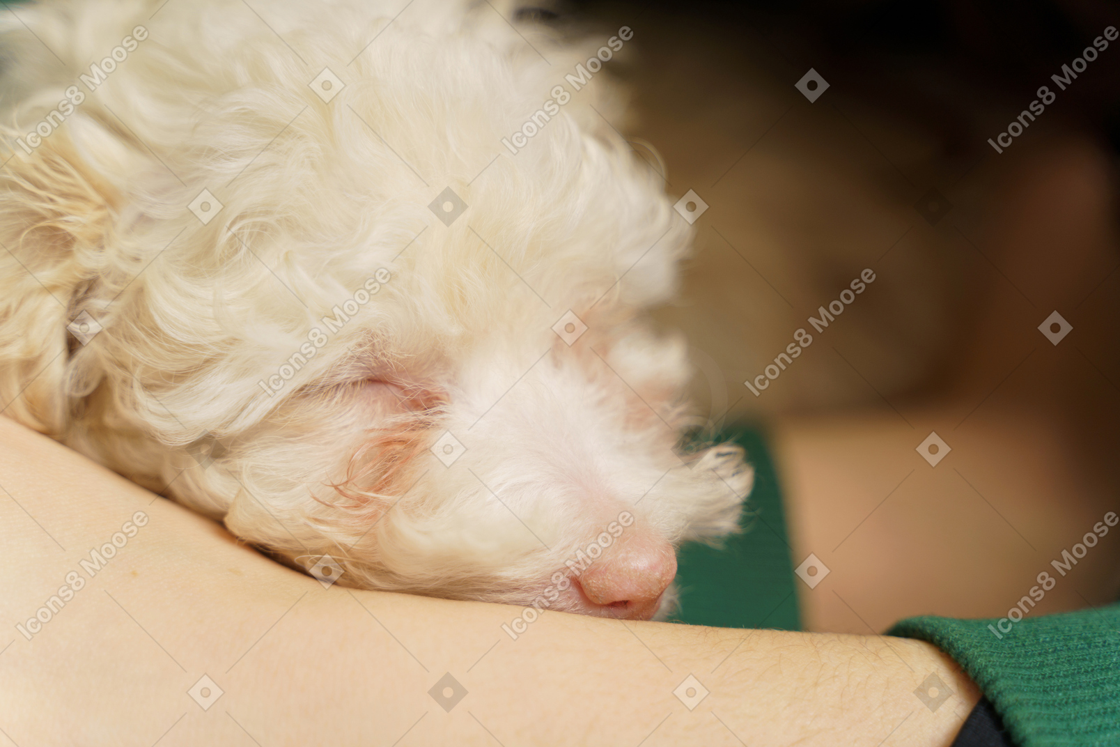 Close-up de um pequeno poodle branco abraçado por uma mulher
