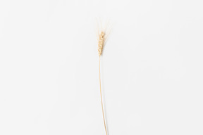 Wheat ear on white background