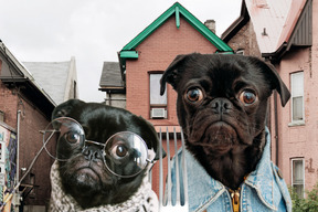 Two dressed up pug dogs in front of a house