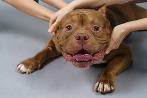 Front view of a brown bulldog cuddling