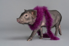 Cute little pig wearing a boa is going somewhere