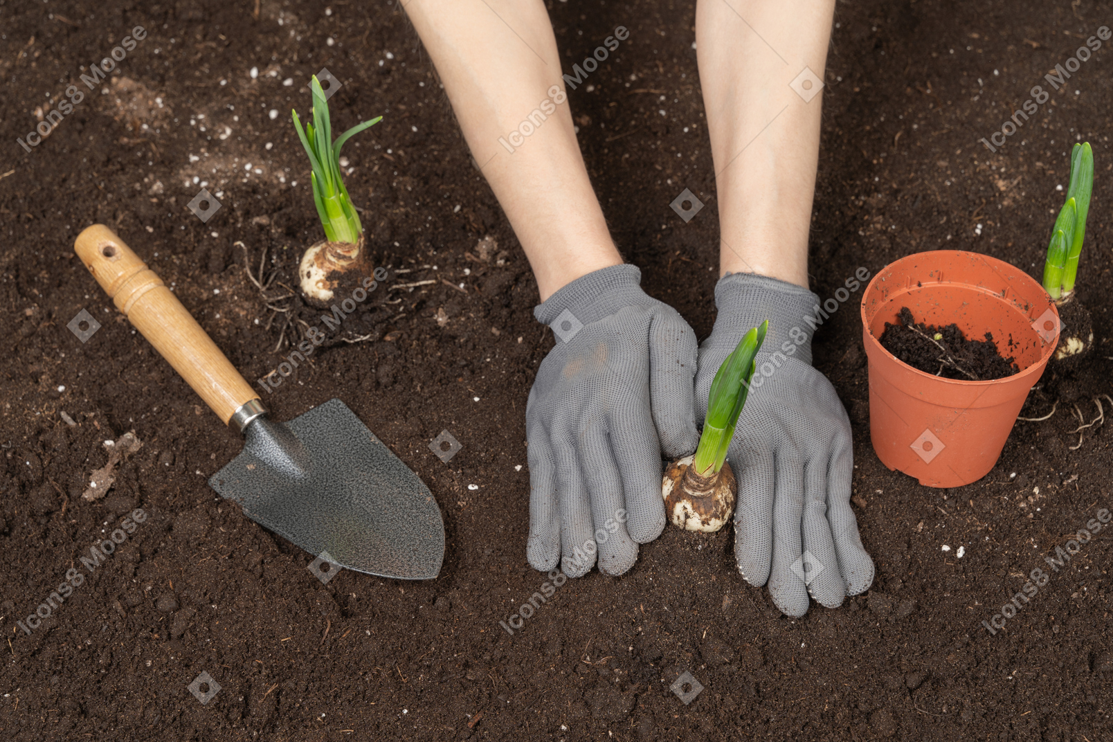 Human hands in gloves putting a plant into soil