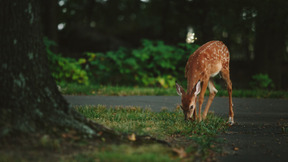 Naturaleza