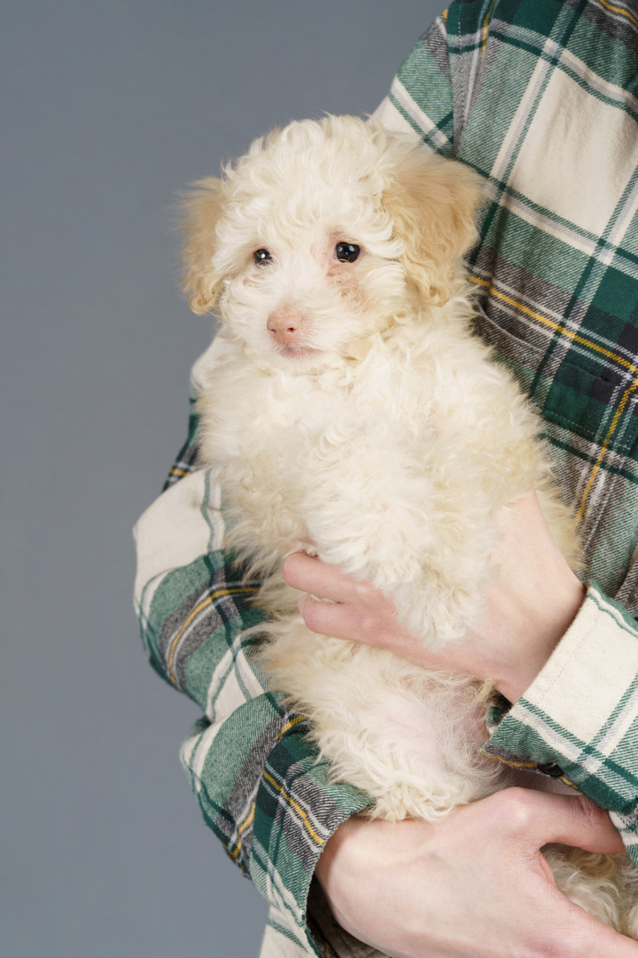 White poodle in human hands isolated on grey