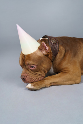 Primo piano un bulldog marrone in un collare di cane e berretto guardando tristemente