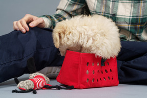 Close-up of a master with a tiny poodle in a red toy cart