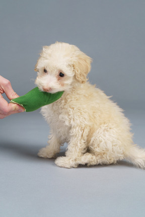 Full-length of a tiny poodle biting a toy cucumber