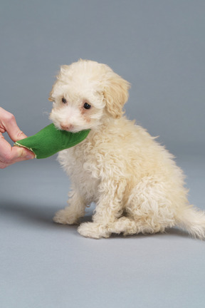 Toute la longueur d'un petit caniche mordant un concombre jouet