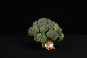 Animal toy under broccoli tree on black background