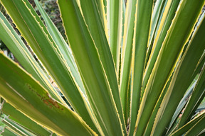 Großes grünes blatt