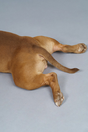 Close-up of a dog paws and tail