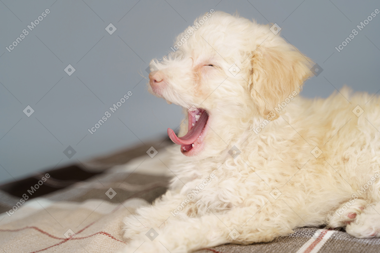 Side view of a tiny puppy lying on a checked blanket and yawning
