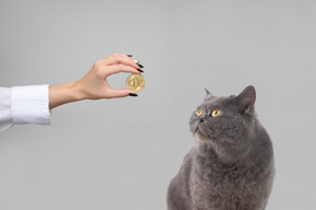 Britisch kurzhaar-katze, die ein bitcoin in einer weiblichen hand betrachtet