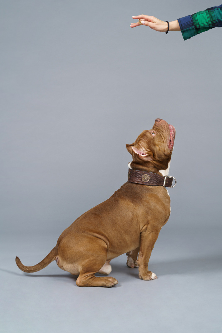 Side view of a sitting bulldog looking up at female hand and ready to jump