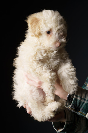 Front view of a white poodle in human hands isolated on black