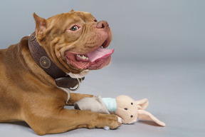 Vista lateral de um bulldog marrom com um coelhinho de brinquedo olhando para a câmera