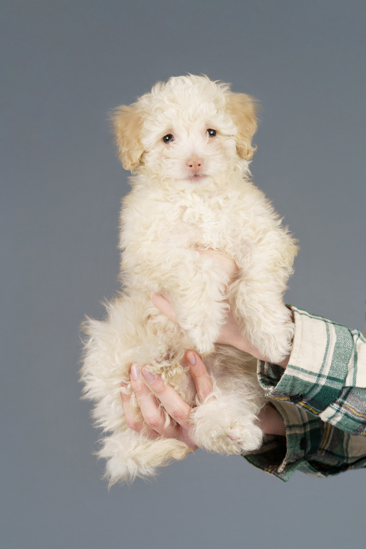 Front view of a white poodle in human hands isolated on grey