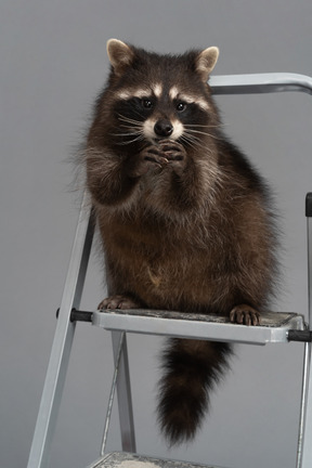 A cute raccoon rubbing hands on a stepladder