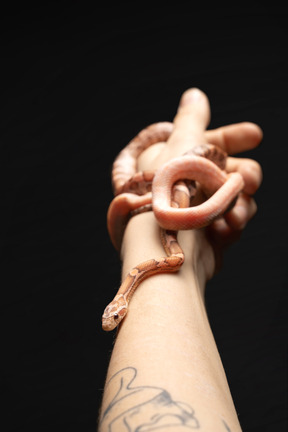 Two little corn snakes on human's hand