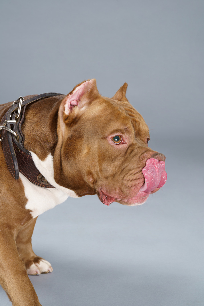 Close-up a brown bulldog standing and licking its nose