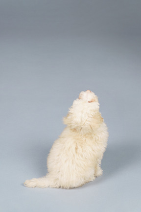 Vista frontal de um pequeno poodle curioso olhando para cima