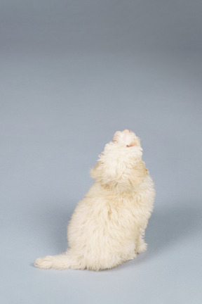 Front view of a curious tiny poodle looking up