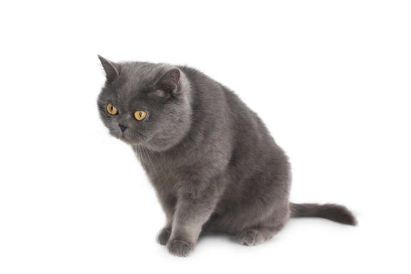 灰色的猫看起来生气照片