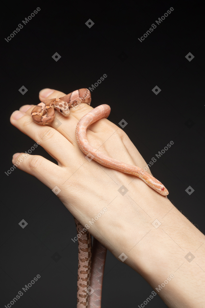 Zwei kleine kornschlangen an der hand des menschen