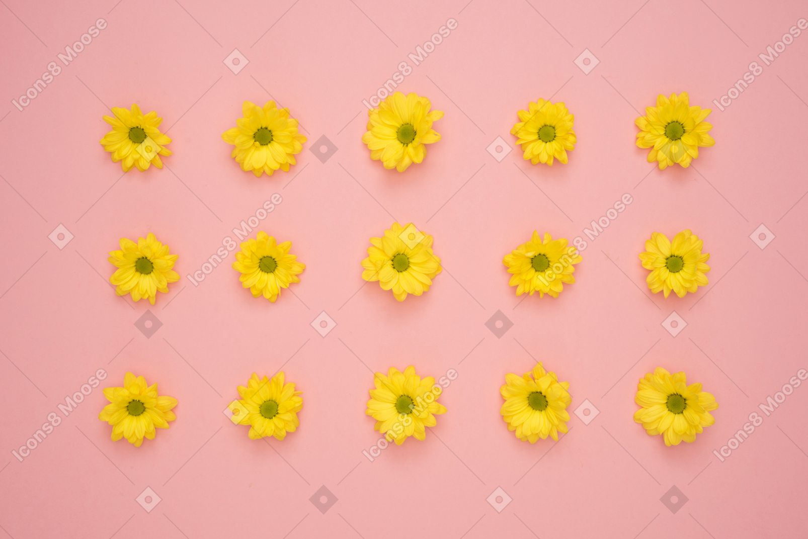 Flowers with yellow petals and green center