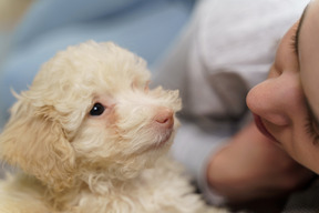 Jovem fêmea a abraçar o seu pequeno poodle