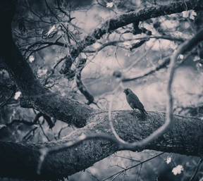 Naturaleza